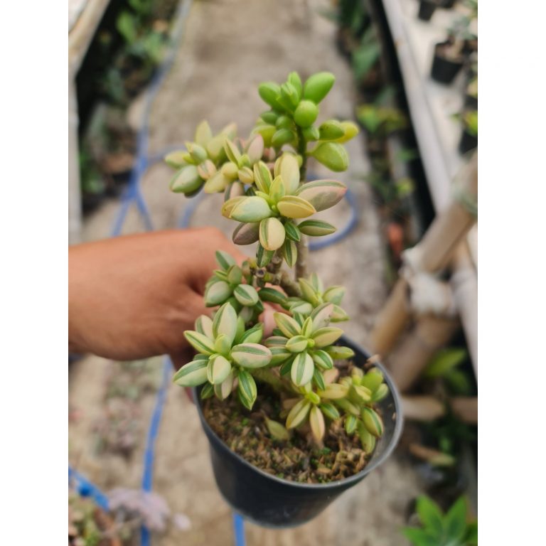2322. Peperomia Dolabriformis Cluster Batang