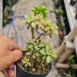 Alternative view of 2322. Peperomia Dolabriformis Cluster Batang