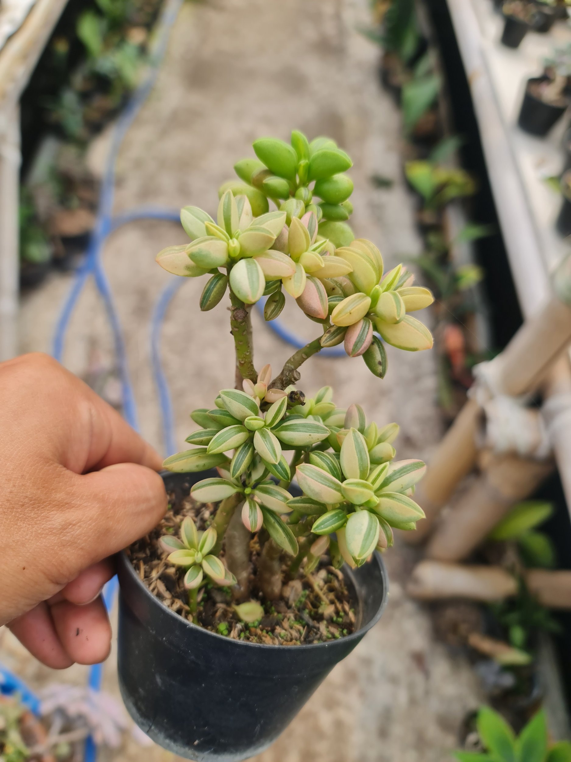 2322. Peperomia Dolabriformis Cluster Batang - Image 2