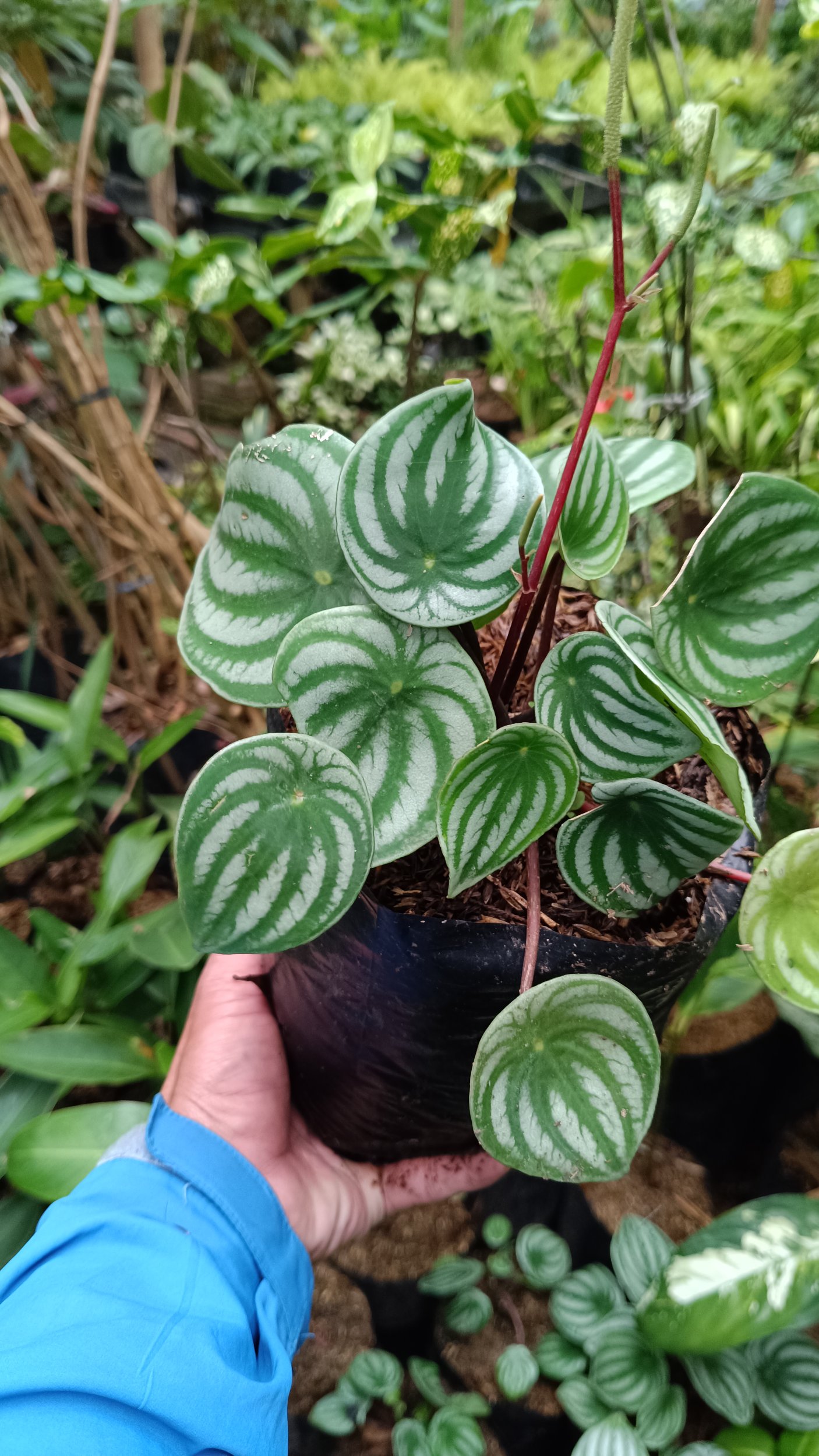 2194. Peperomia Water Milion 10pcs - Image 2