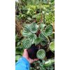 2194. Peperomia Water Milion 10pcs