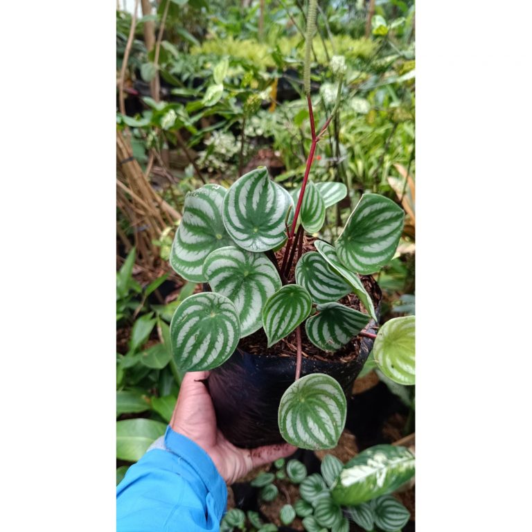 2194. Peperomia Water Milion 10pcs