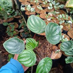 Alternative view of 2188. Peperomia Watermelon 25 Pcs