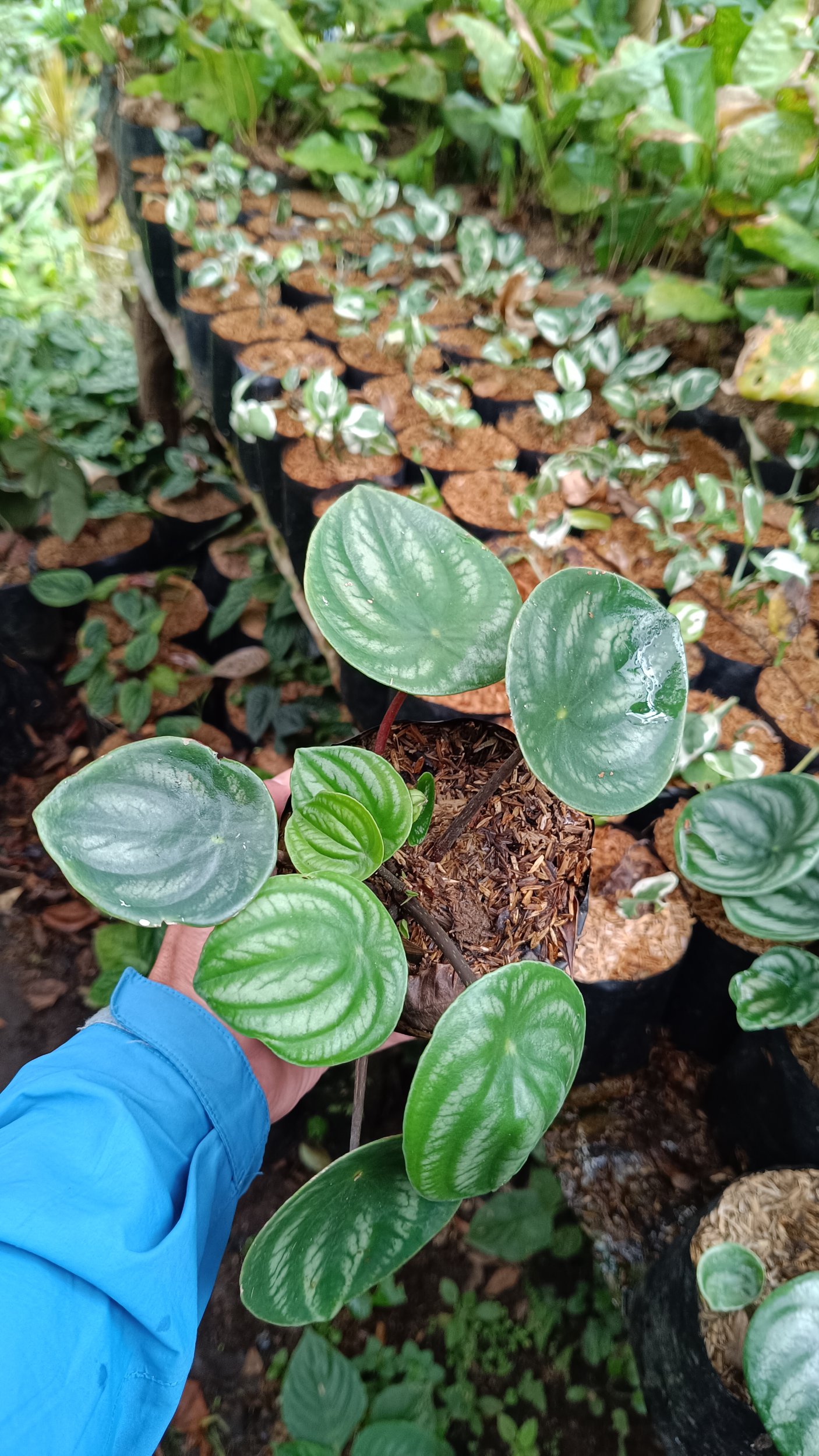 2188. Peperomia Watermelon 25 Pcs - Image 2