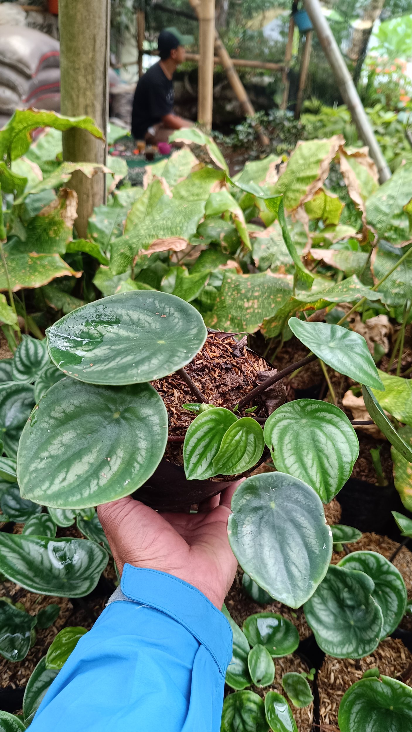 2188. Peperomia Watermelon 25 Pcs - Image 3