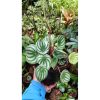 2188. Peperomia Watermelon 25 Pcs