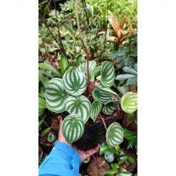 2188. Peperomia Watermelon 25 Pcs