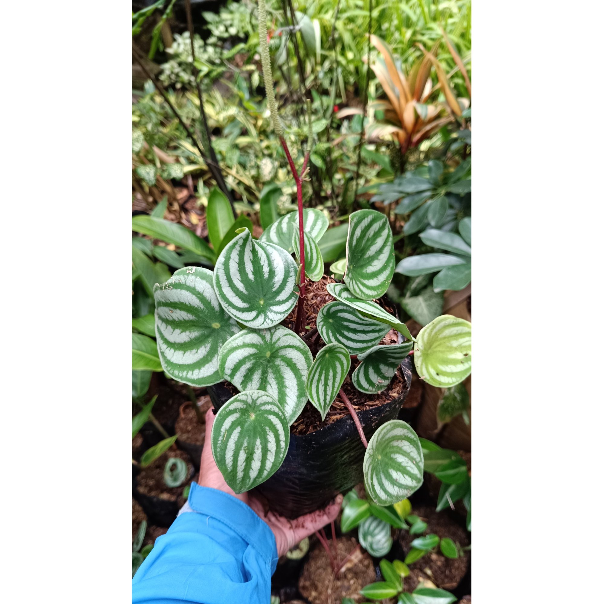 2188. Peperomia Watermelon 25 Pcs