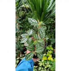 2193. Pilea Cadierei 25pcs