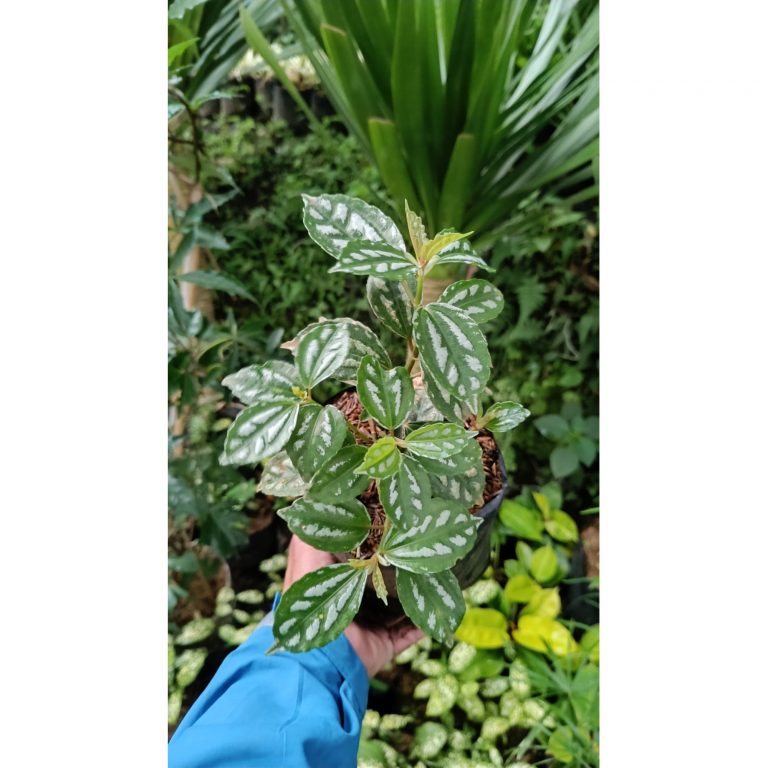 2193. Pilea Cadierei 25pcs