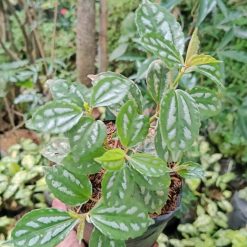 Alternative view of 2193. Pilea Cadierei 25pcs