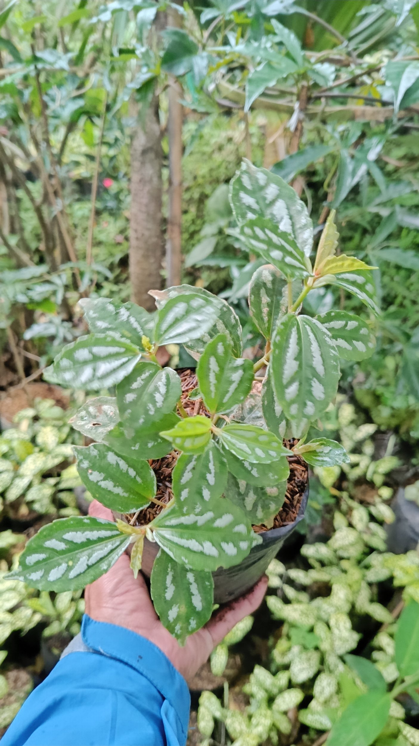 2193. Pilea Cadierei 25pcs - Image 2