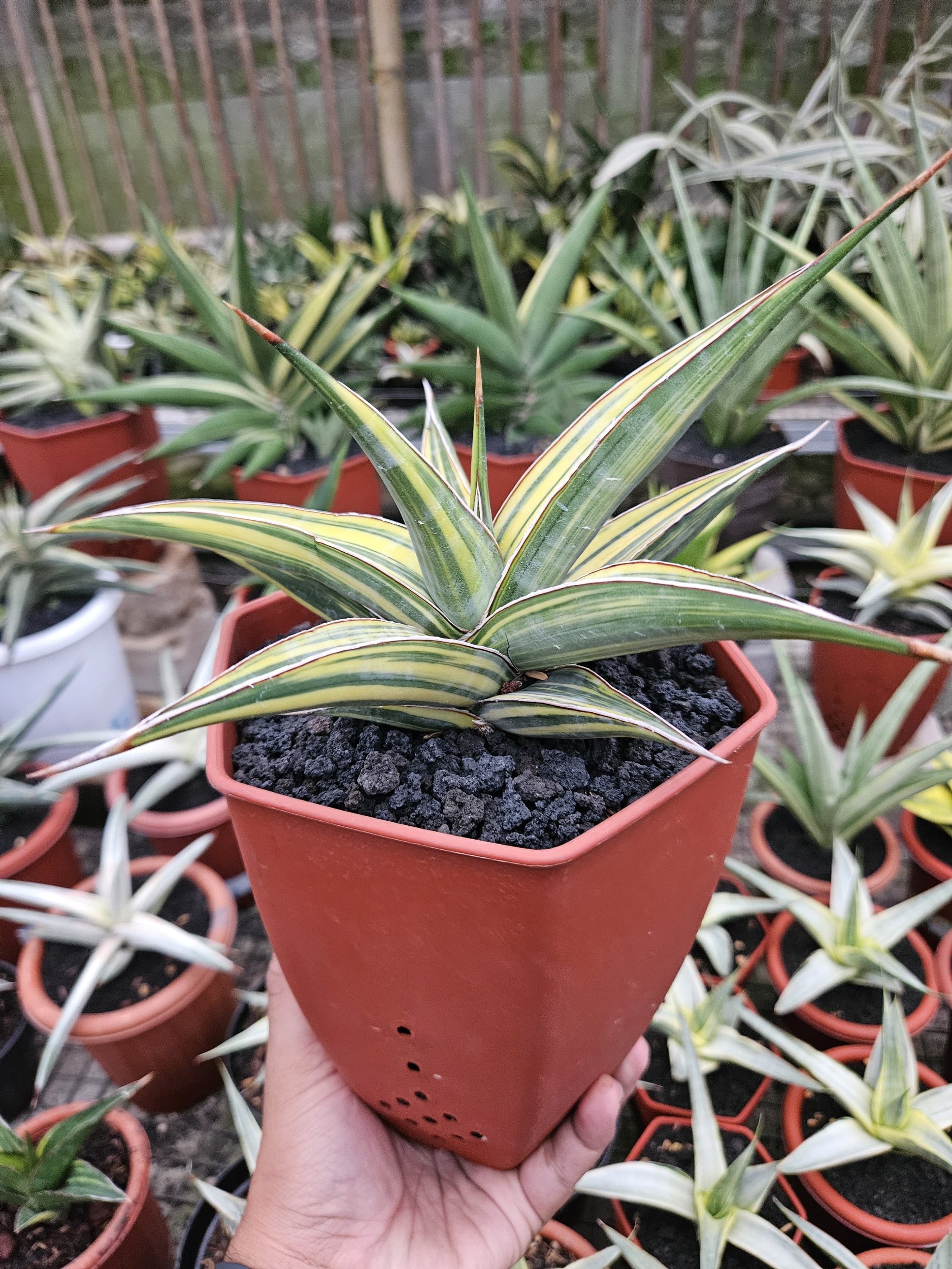 1762. Sansevieria Pinguin Long Variegated - Image 2