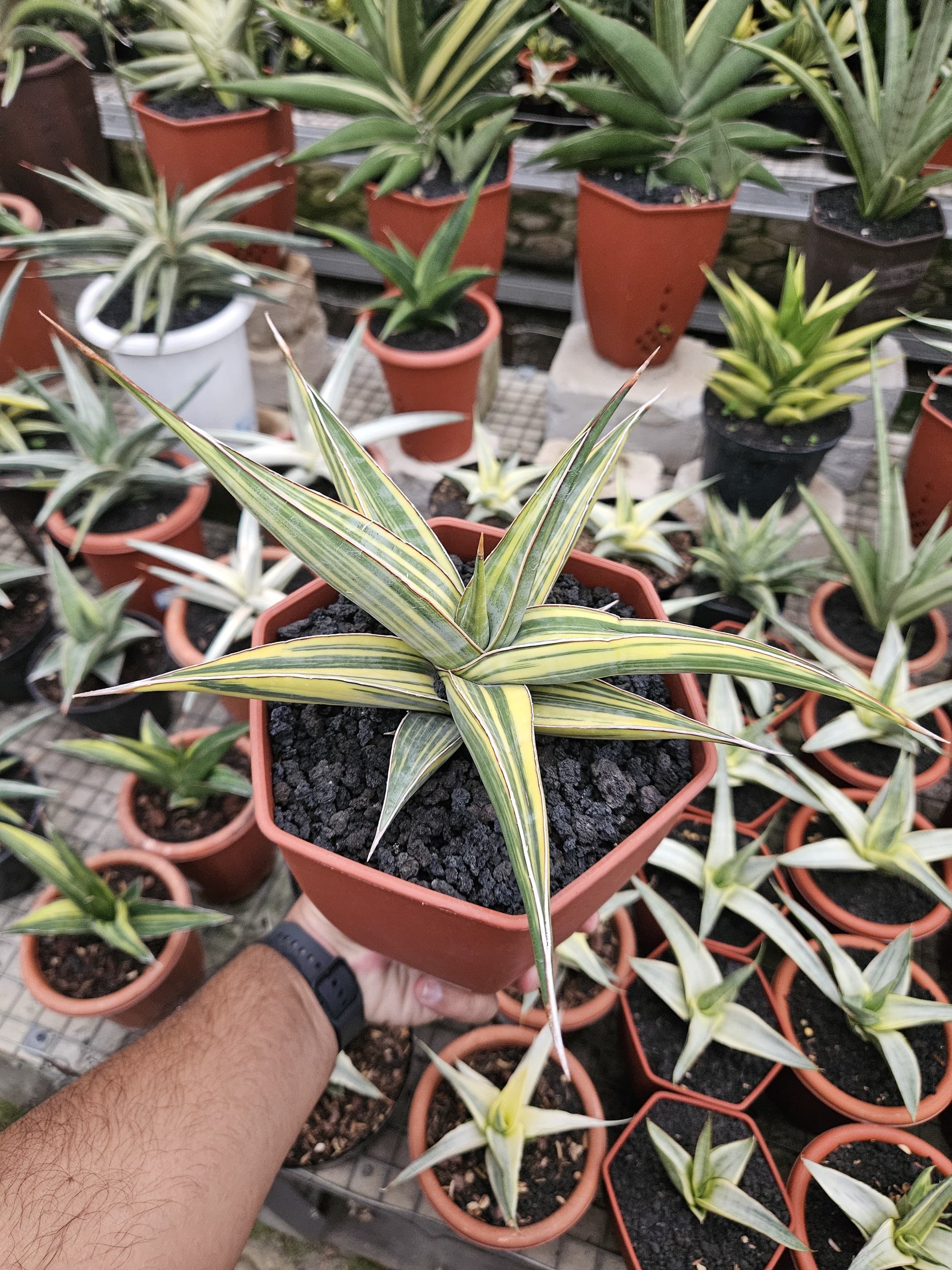 1762. Sansevieria Pinguin Long Variegated - Image 3
