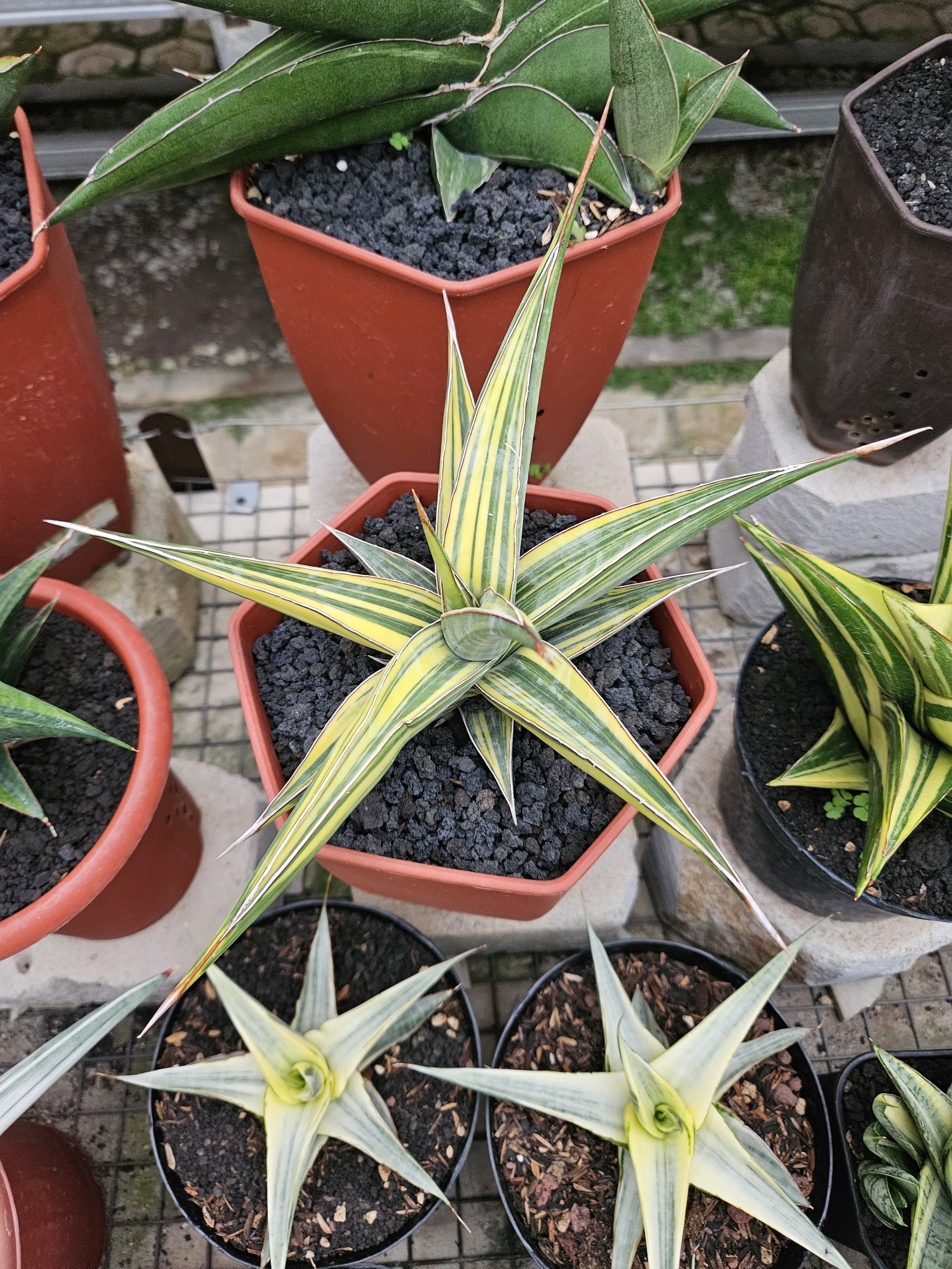 1762. Sansevieria Pinguin Long Variegated - Image 4