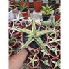 1762. Sansevieria Pinguin Long Variegated