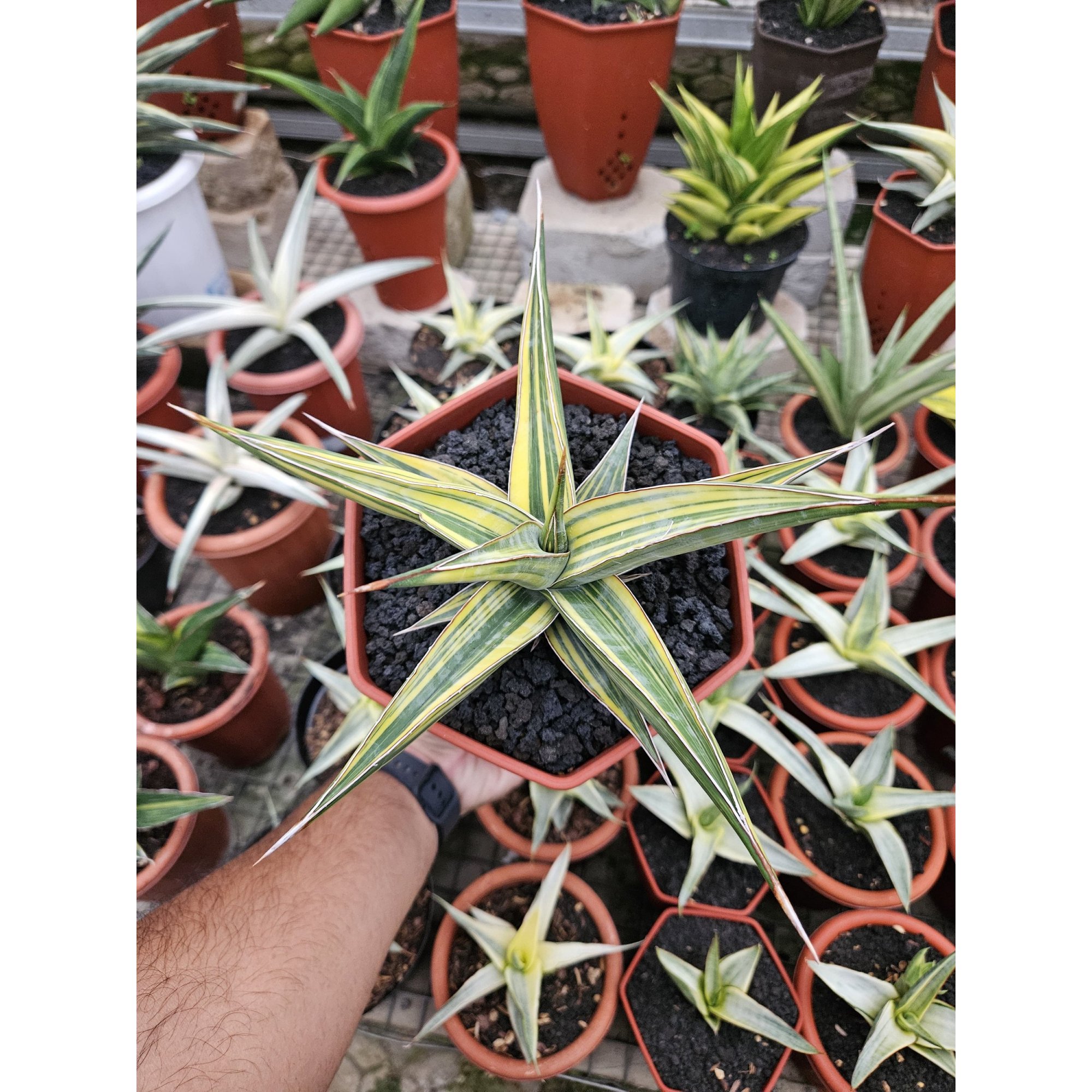 1762. Sansevieria Pinguin Long Variegated
