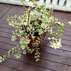 Alternative view of 1490. Portulacaria Apra Variegated Bonsai