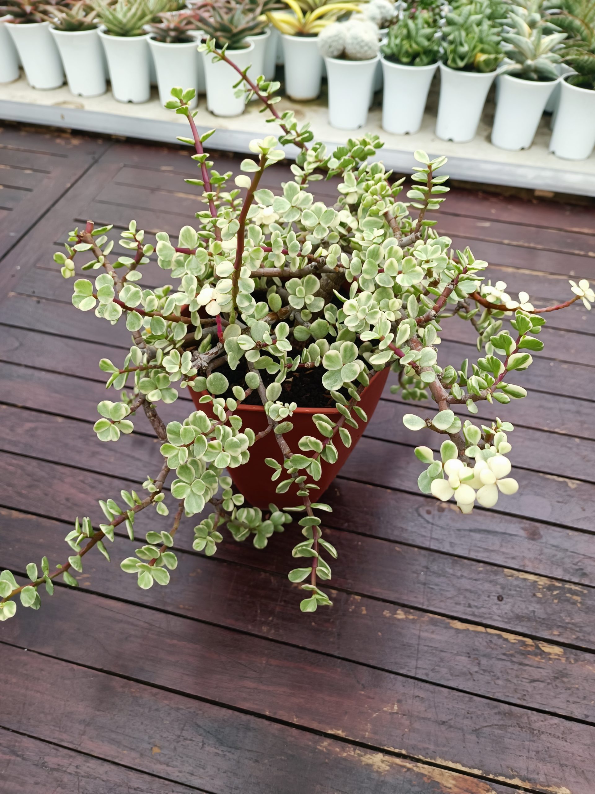 1490. Portulacaria Apra Variegated Bonsai - Image 2