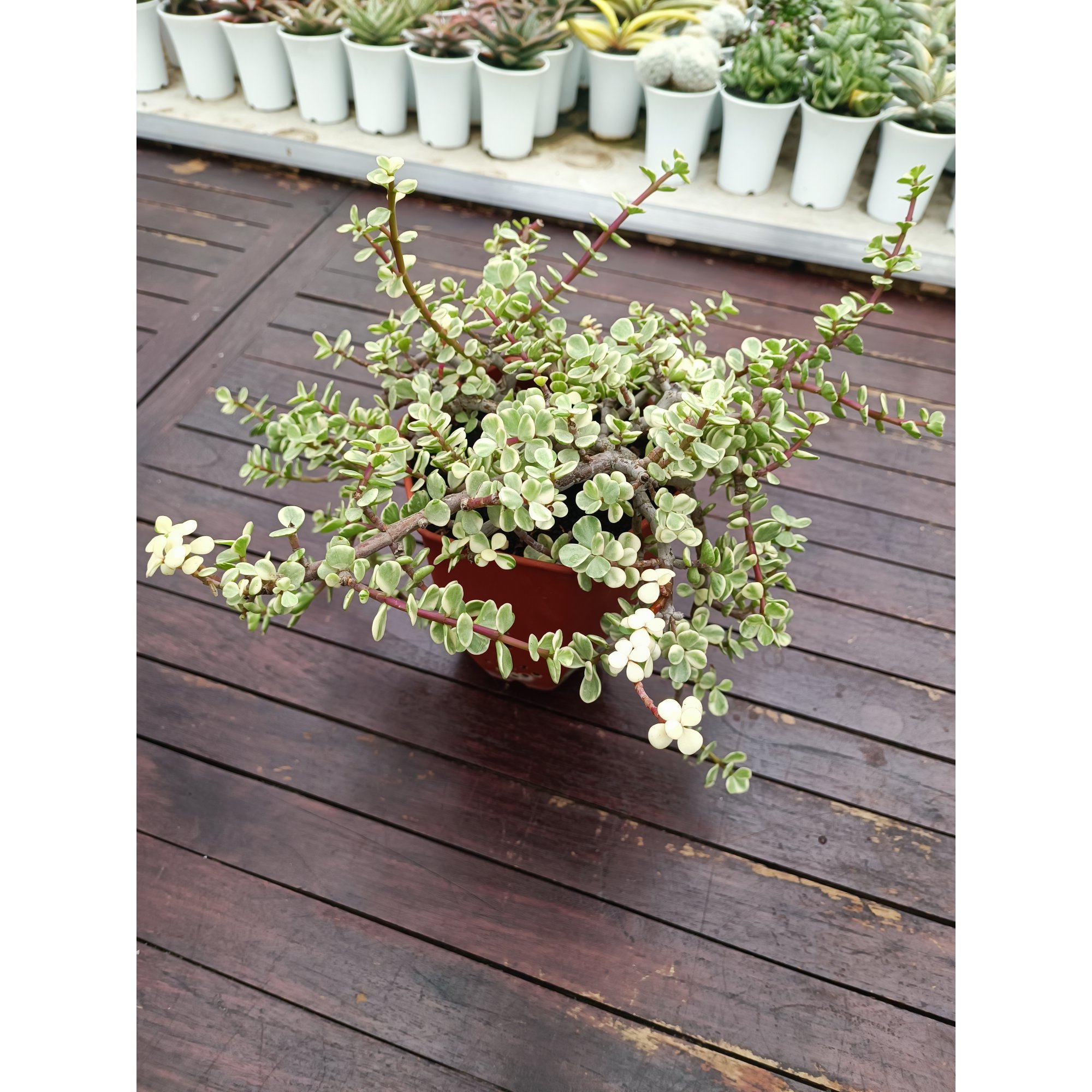 1490. Portulacaria Apra Variegated Bonsai