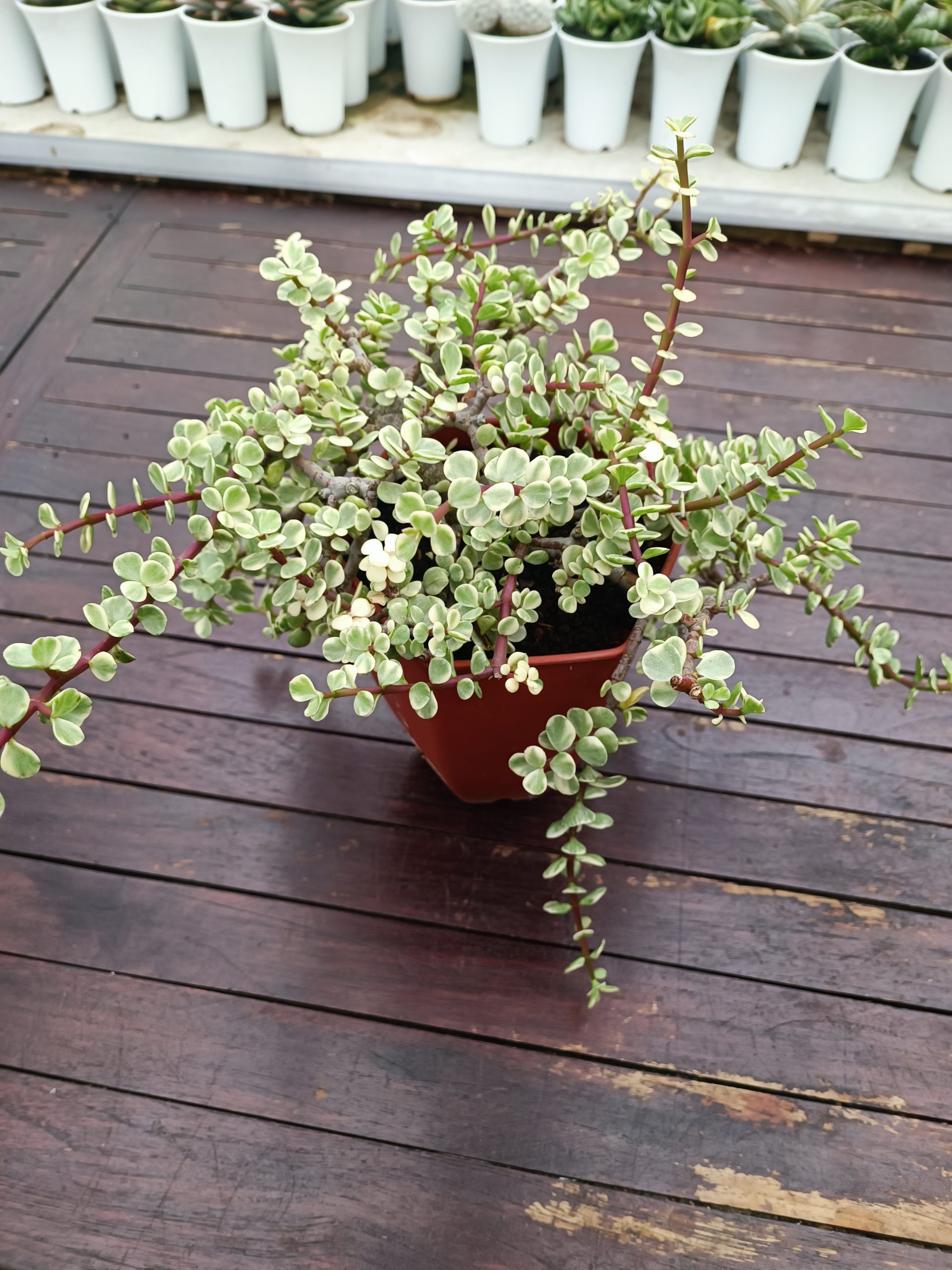 1490. Portulacaria Apra Variegated Bonsai - Image 3