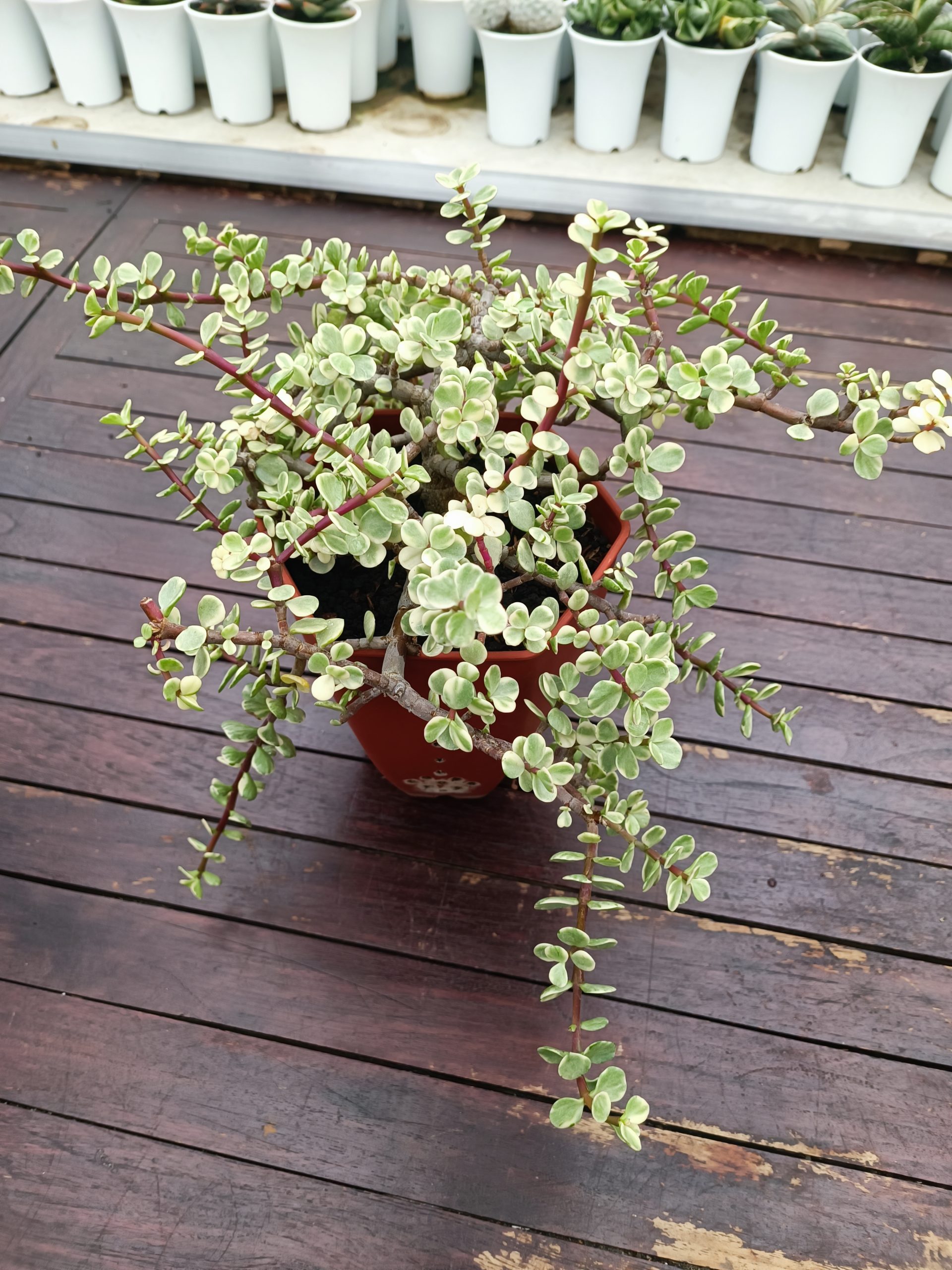 1490. Portulacaria Apra Variegated Bonsai - Image 4