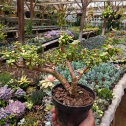 Alternative view of 1519. Portulacaria Apra Red Leaf Bonsai