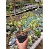 1519. Portulacaria Apra Red Leaf Bonsai
