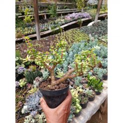 1519. Portulacaria Apra Red Leaf Bonsai