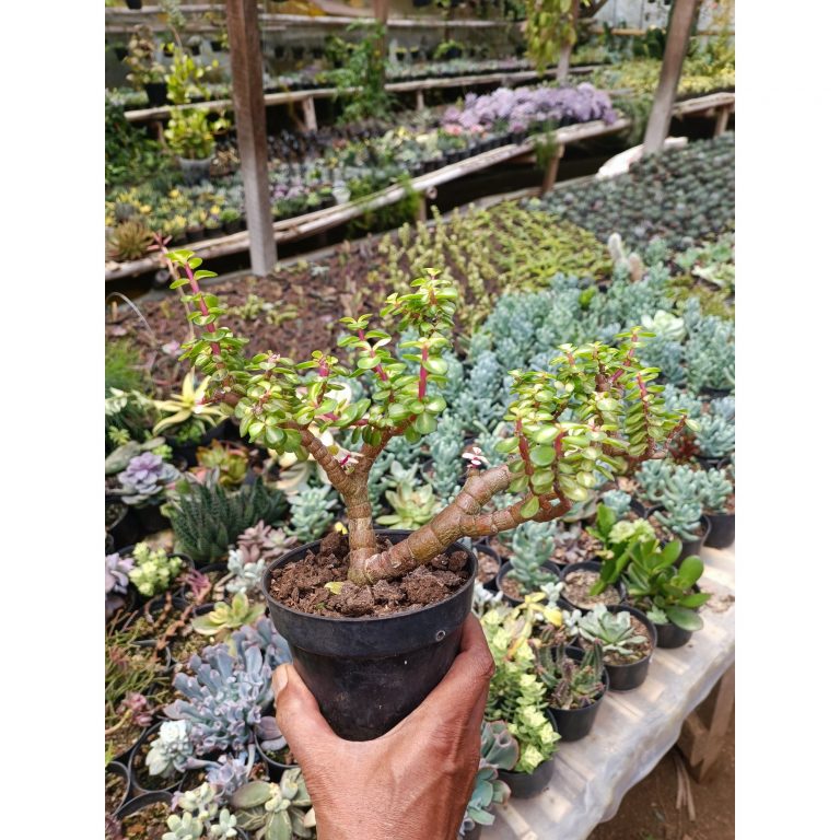 1519. Portulacaria Apra Red Leaf Bonsai