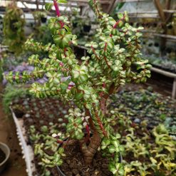 Alternative view of 1509. Portulacaria Apra Red Leaf Bonsai Size 20 Cm