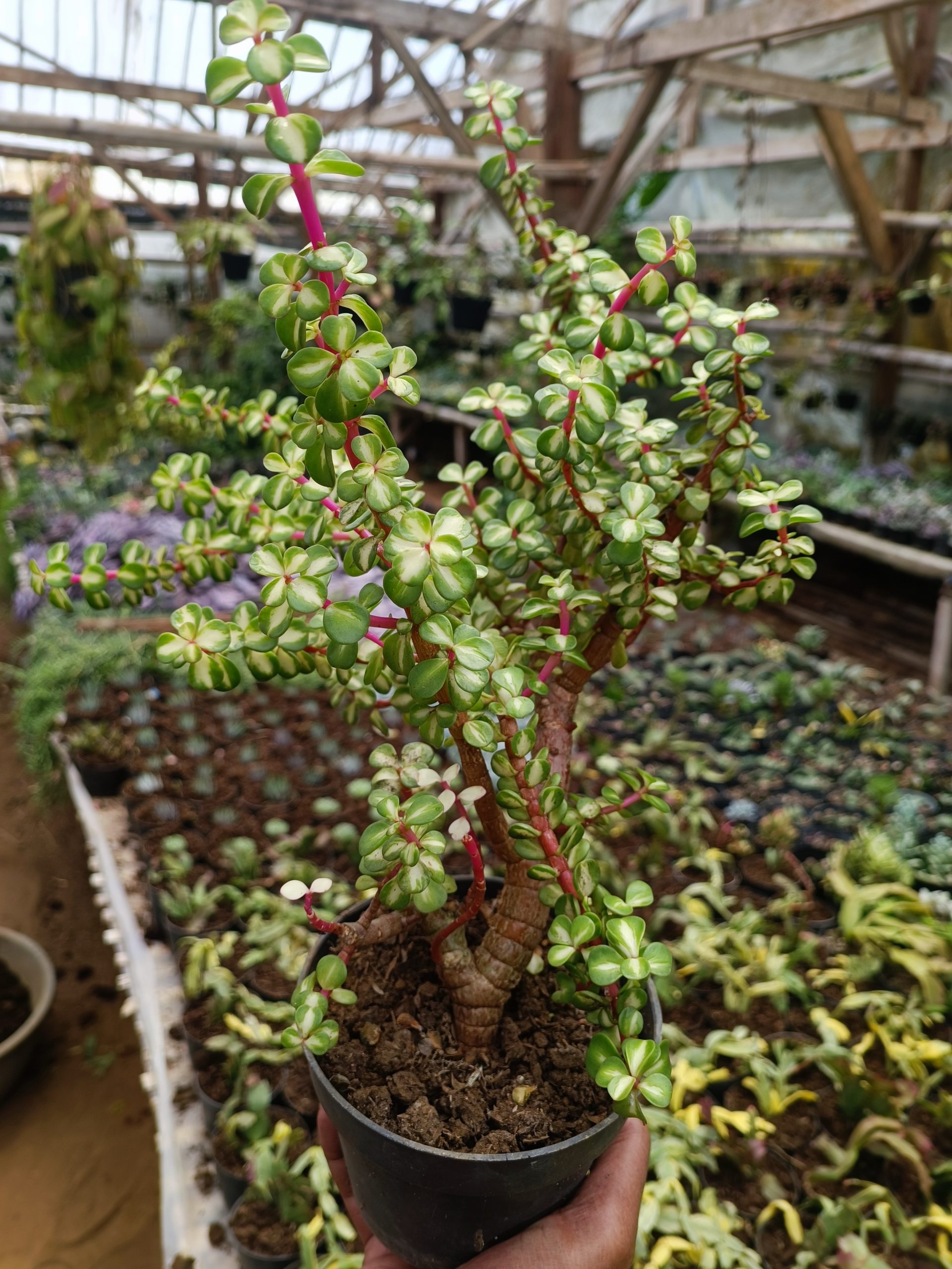 1509. Portulacaria Apra Red Leaf Bonsai Size 20 Cm - Image 2