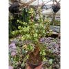 1509. Portulacaria Apra Red Leaf Bonsai Size 20 Cm