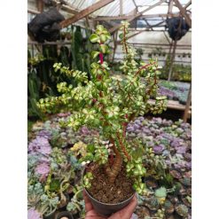 1509. Portulacaria Apra Red Leaf Bonsai Size 20 Cm