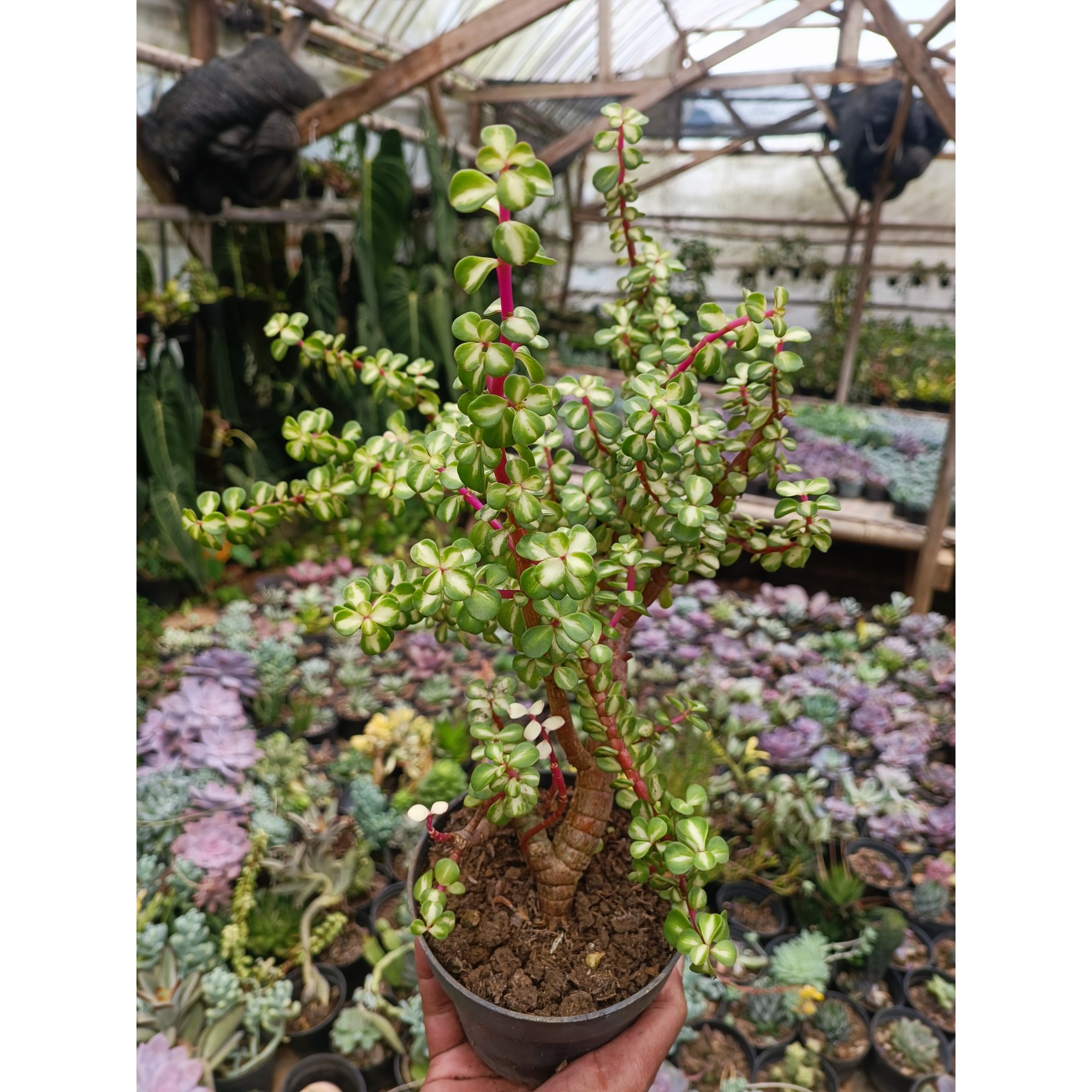 1509. Portulacaria Apra Red Leaf Bonsai Size 20 Cm