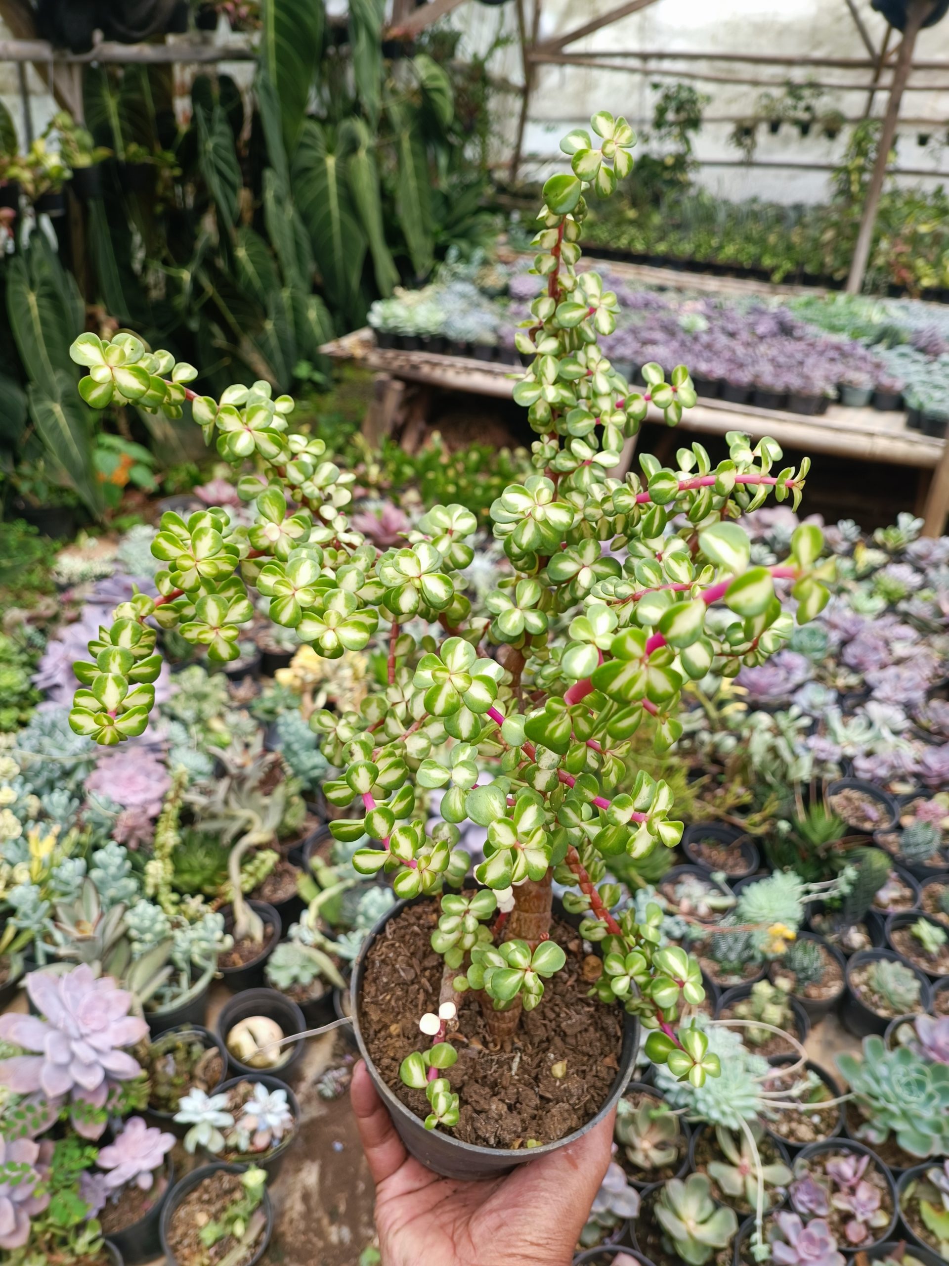 1509. Portulacaria Apra Red Leaf Bonsai Size 20 Cm - Image 4