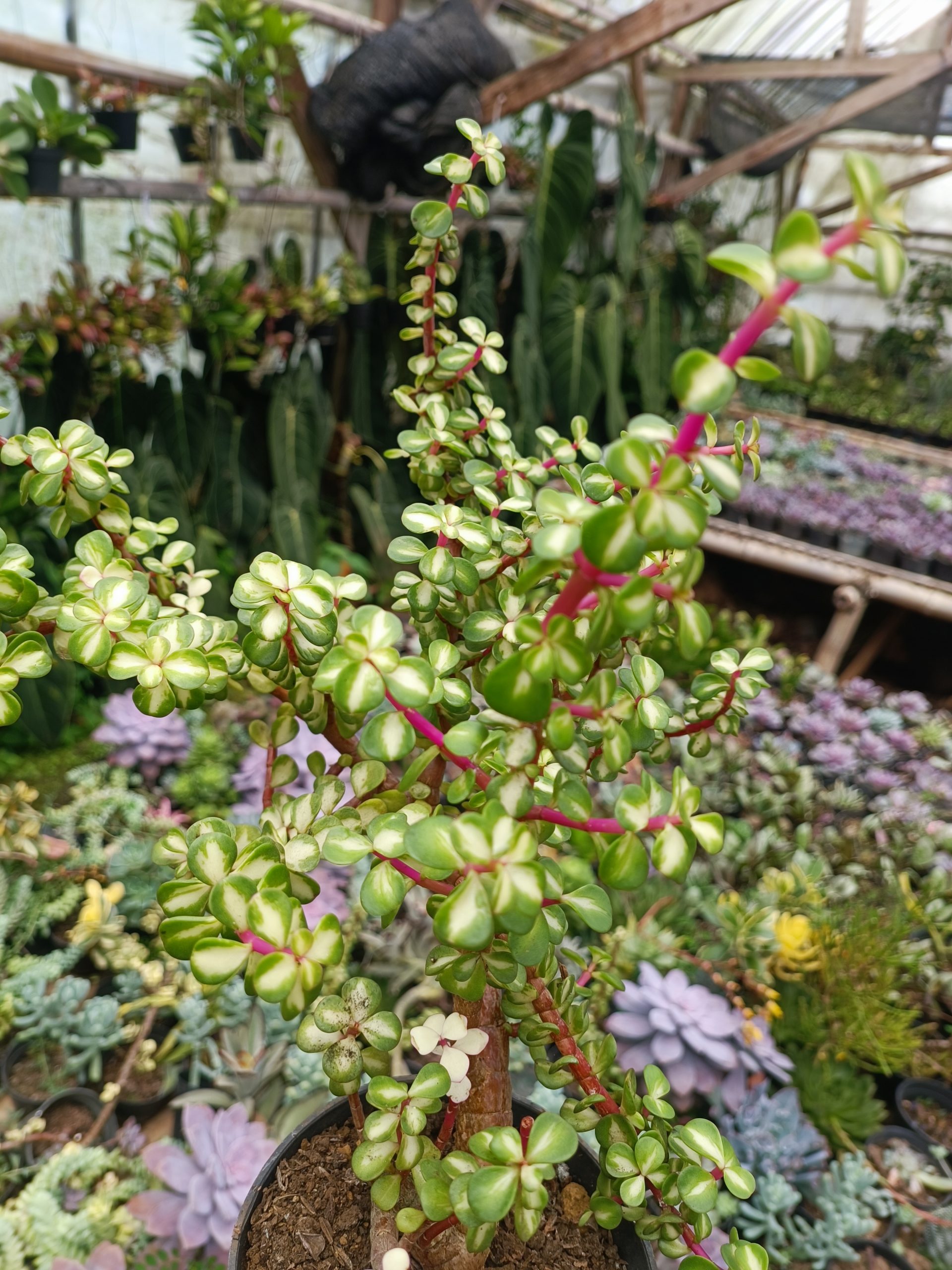 1509. Portulacaria Apra Red Leaf Bonsai Size 20 Cm - Image 5