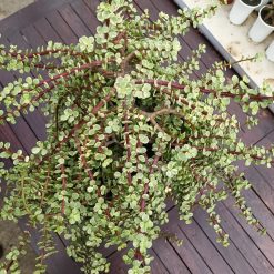 Alternative view of 1491. Portulacaria Apra Variegated Bonsai