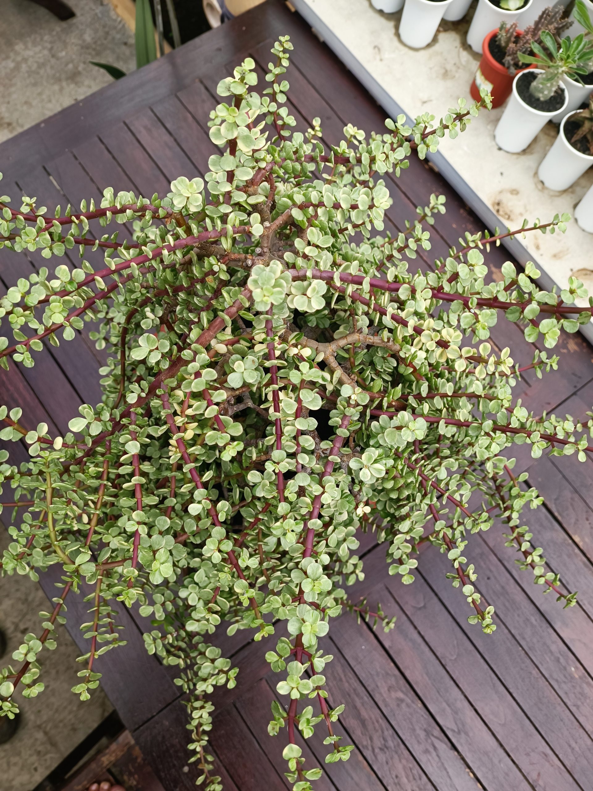 1491. Portulacaria Apra Variegated Bonsai - Image 2