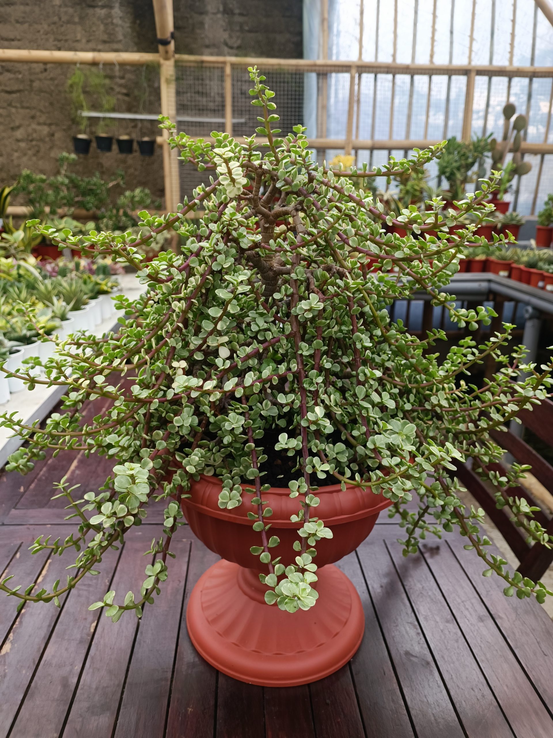 1491. Portulacaria Apra Variegated Bonsai - Image 3