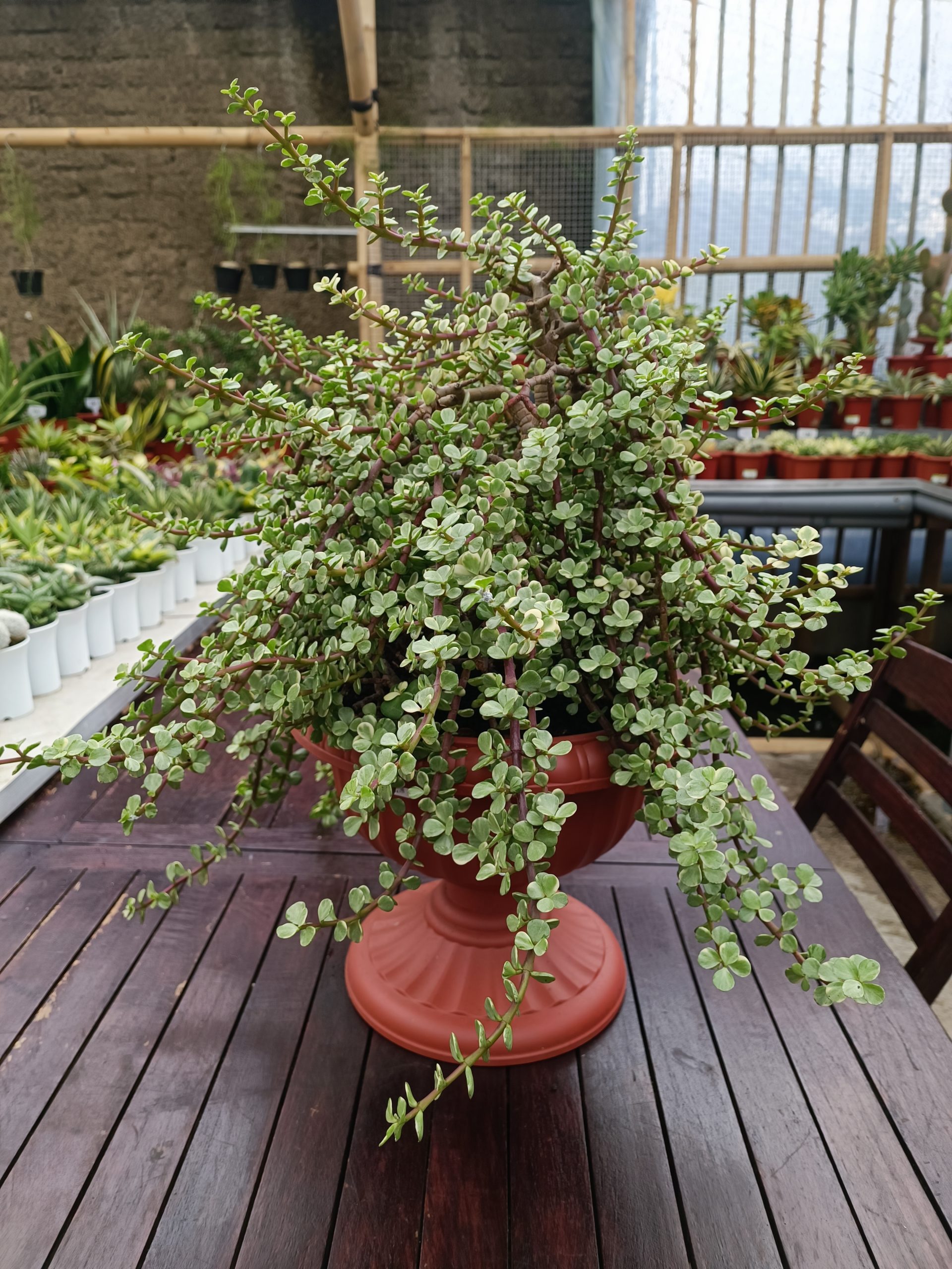 1491. Portulacaria Apra Variegated Bonsai - Image 4