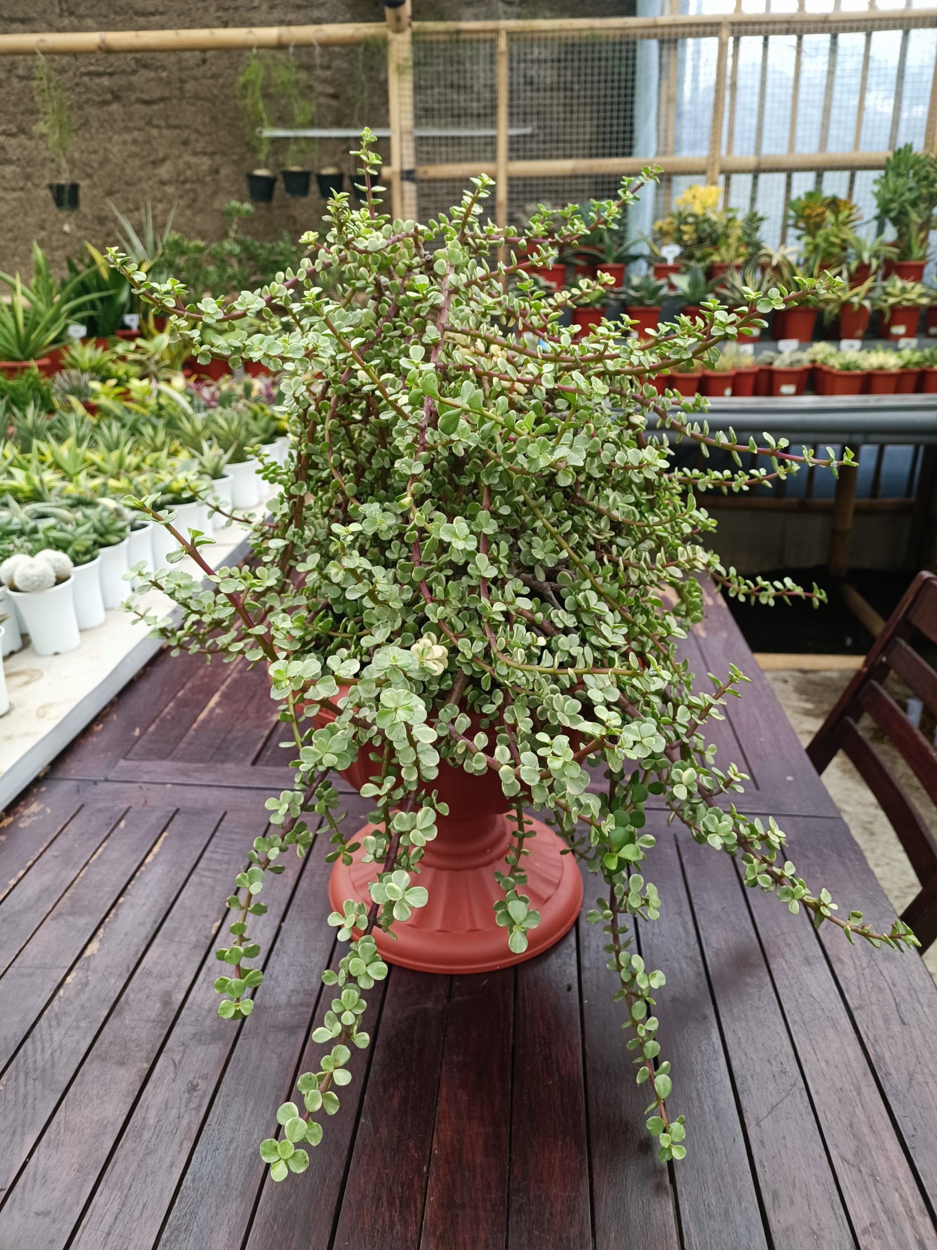 1491. Portulacaria Apra Variegated Bonsai - Image 5