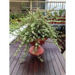 1491. Portulacaria Apra Variegated Bonsai
