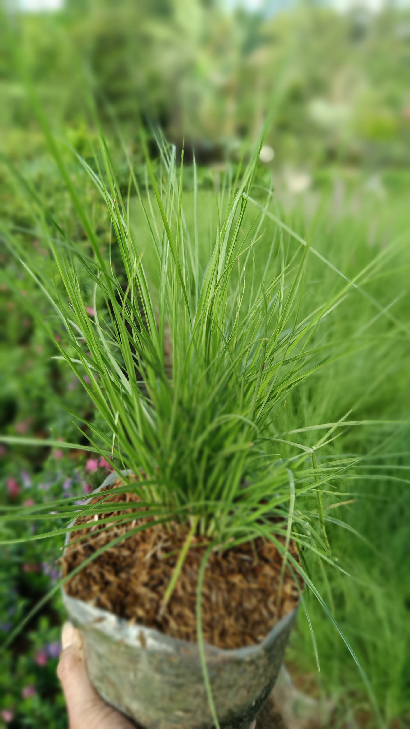 2191. Prairie Dropseed 25 Pcs - Image 2