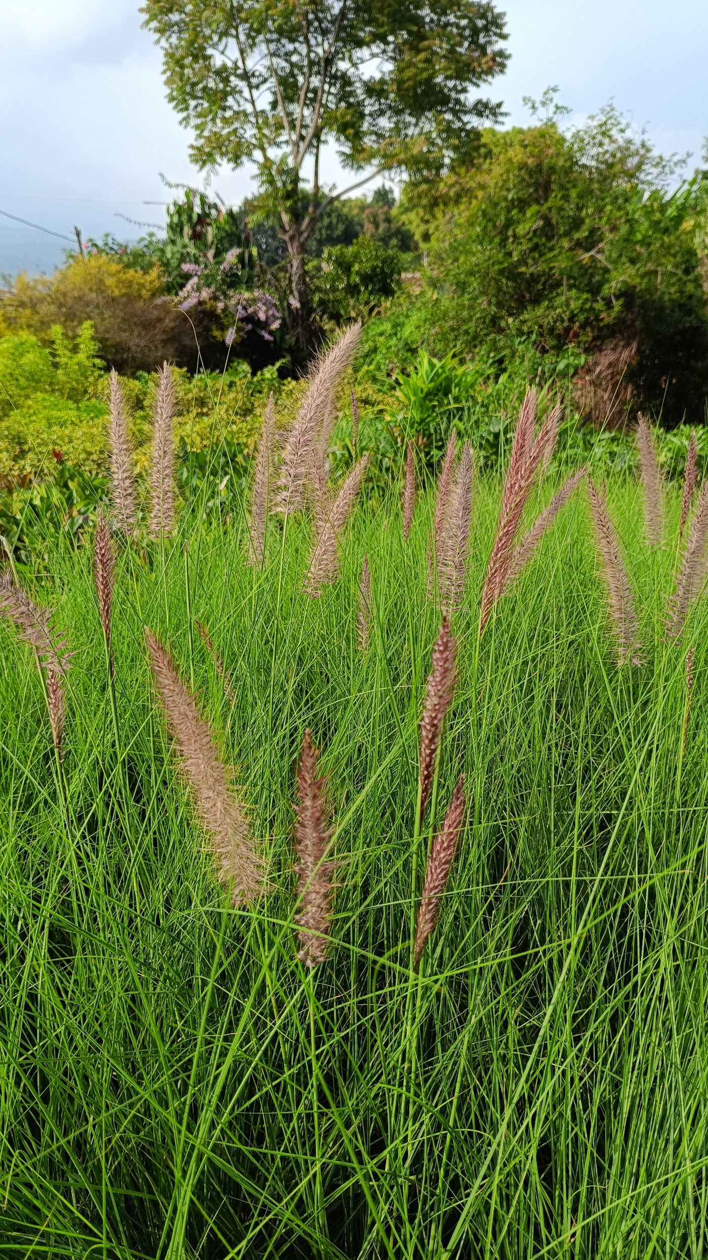 2191. Prairie Dropseed 25 Pcs - Image 3