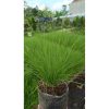 2191. Prairie Dropseed 25 Pcs