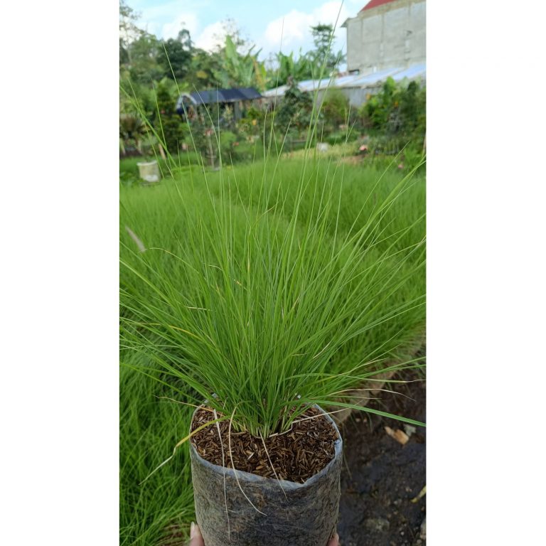 2191. Prairie Dropseed 25 Pcs