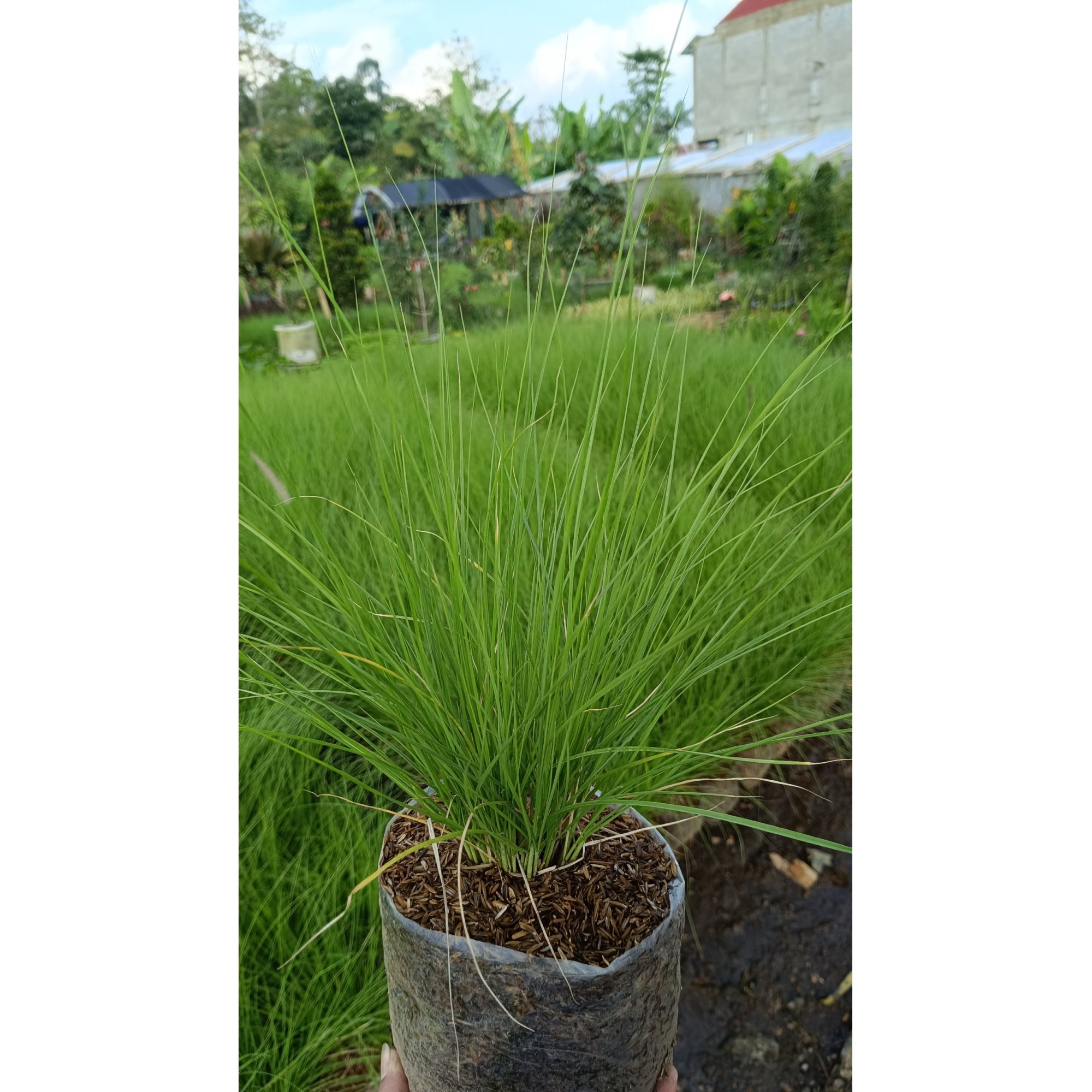 2191. Prairie Dropseed 25 Pcs