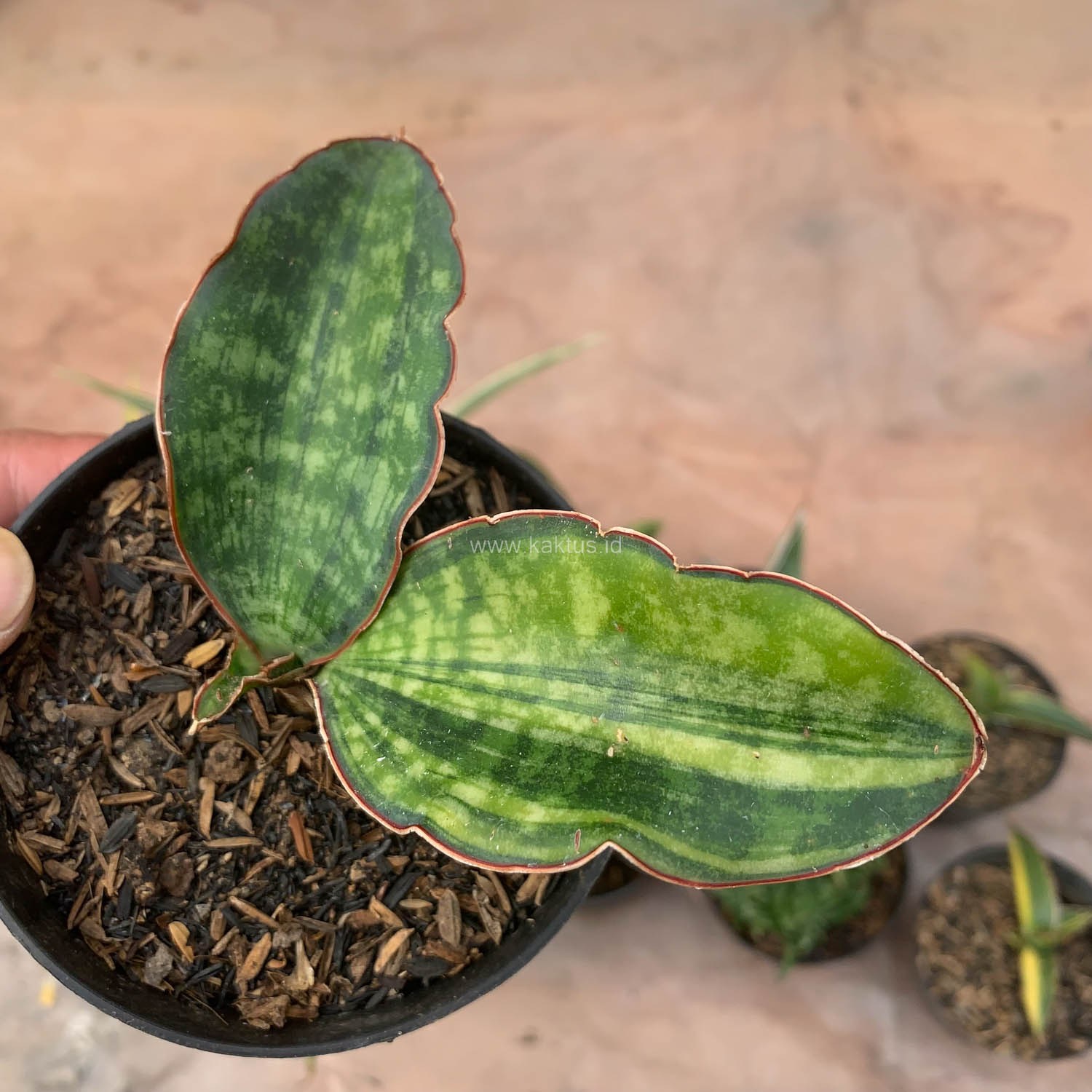 986. Sansevieria Macrophylla Variegated - Image 6