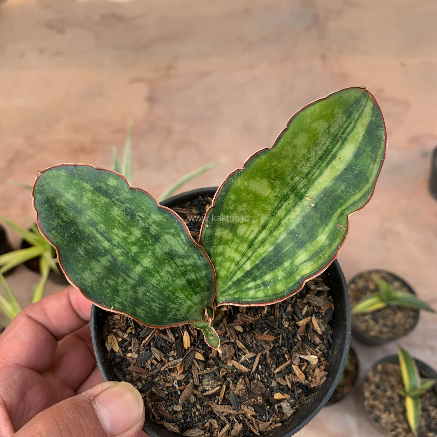 986. Sansevieria Macrophylla Variegated - Image 4